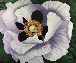 Oriental Poppy